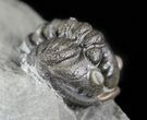 Wide, Enrolled Flexicalymene Trilobite - Ohio #57860-3